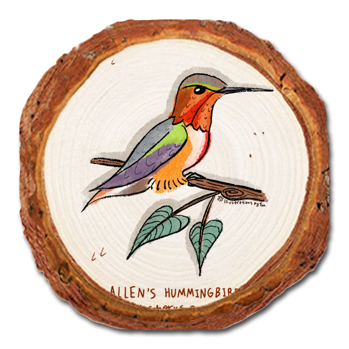 Coaster: Live Edge - Allen's Hummingbird (Pack of 5)