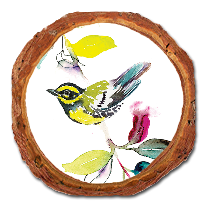 Coaster: Live Edge - Henning's Branch Warbler (Pack of 5)