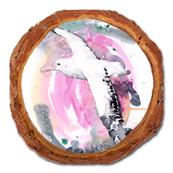 Coaster: Live Edge - Henning's Colorful Flight (Pack of 5)