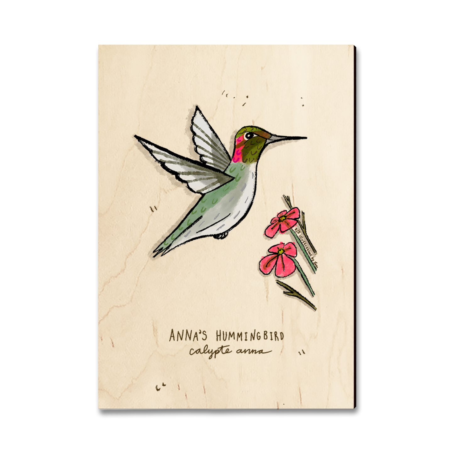 Ornament: Classic Edge - Anna's Hummingbird