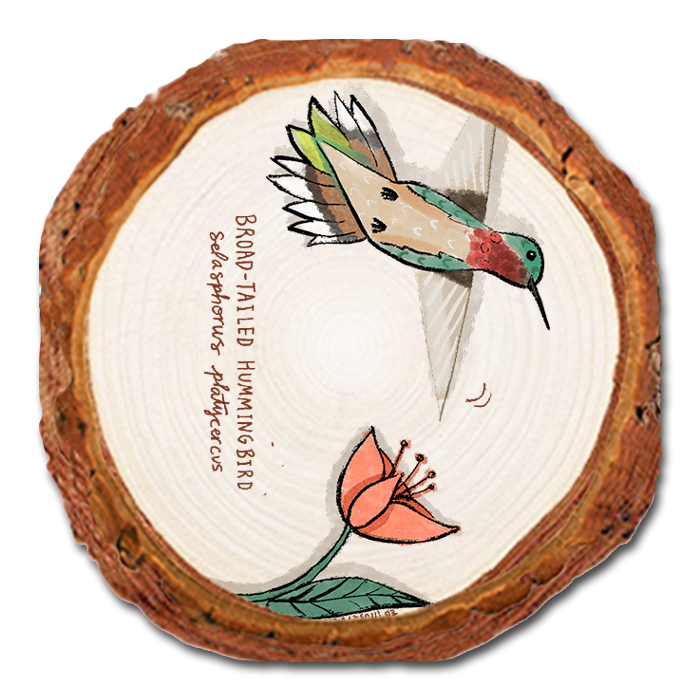 Coaster: Live Edge - Broad (Pack of 5)
