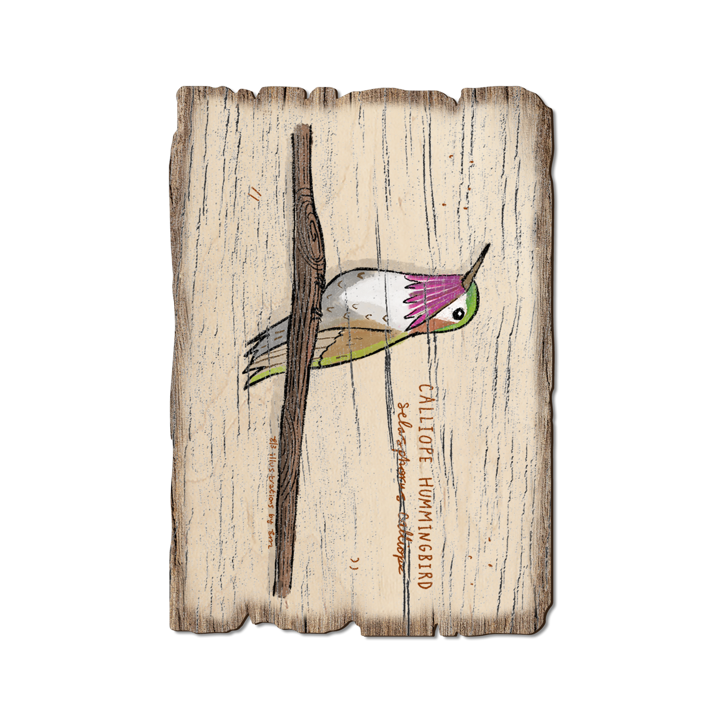 Ornament: Weathered Edge - Calliope Hummingbird (Pack of 5)