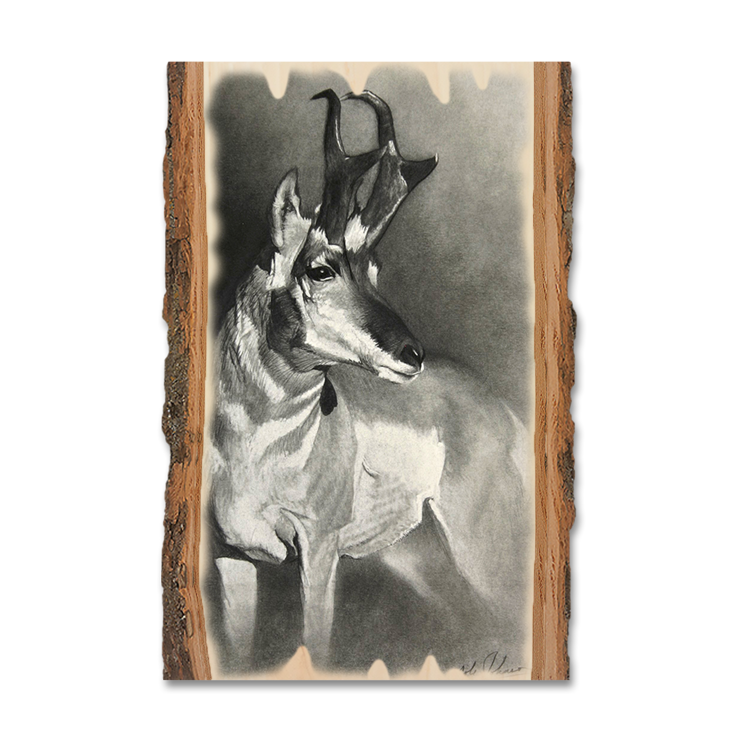 Greeting Card: Live Edge - Johnson's Perfect Pronghorn