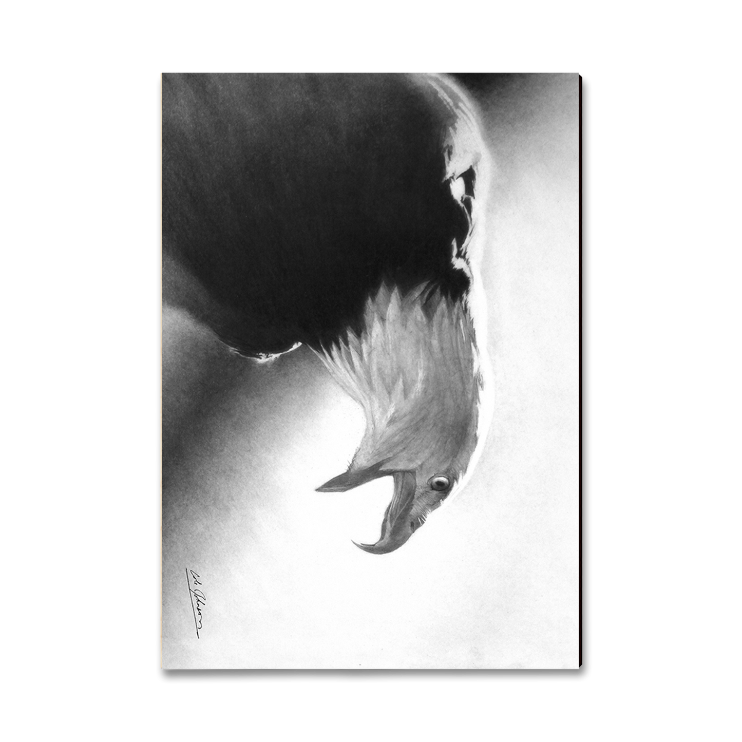 Postcard: Classic Edge - Johnson's Screaming Eagle (Pack of 5)