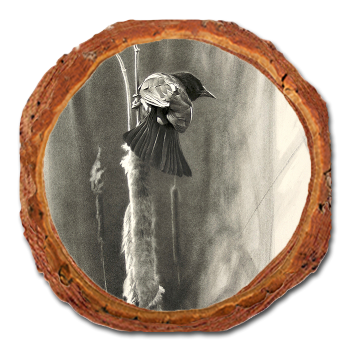 Coaster: Live Edge - Johnson's Vintage Redwing (Pack of 5)