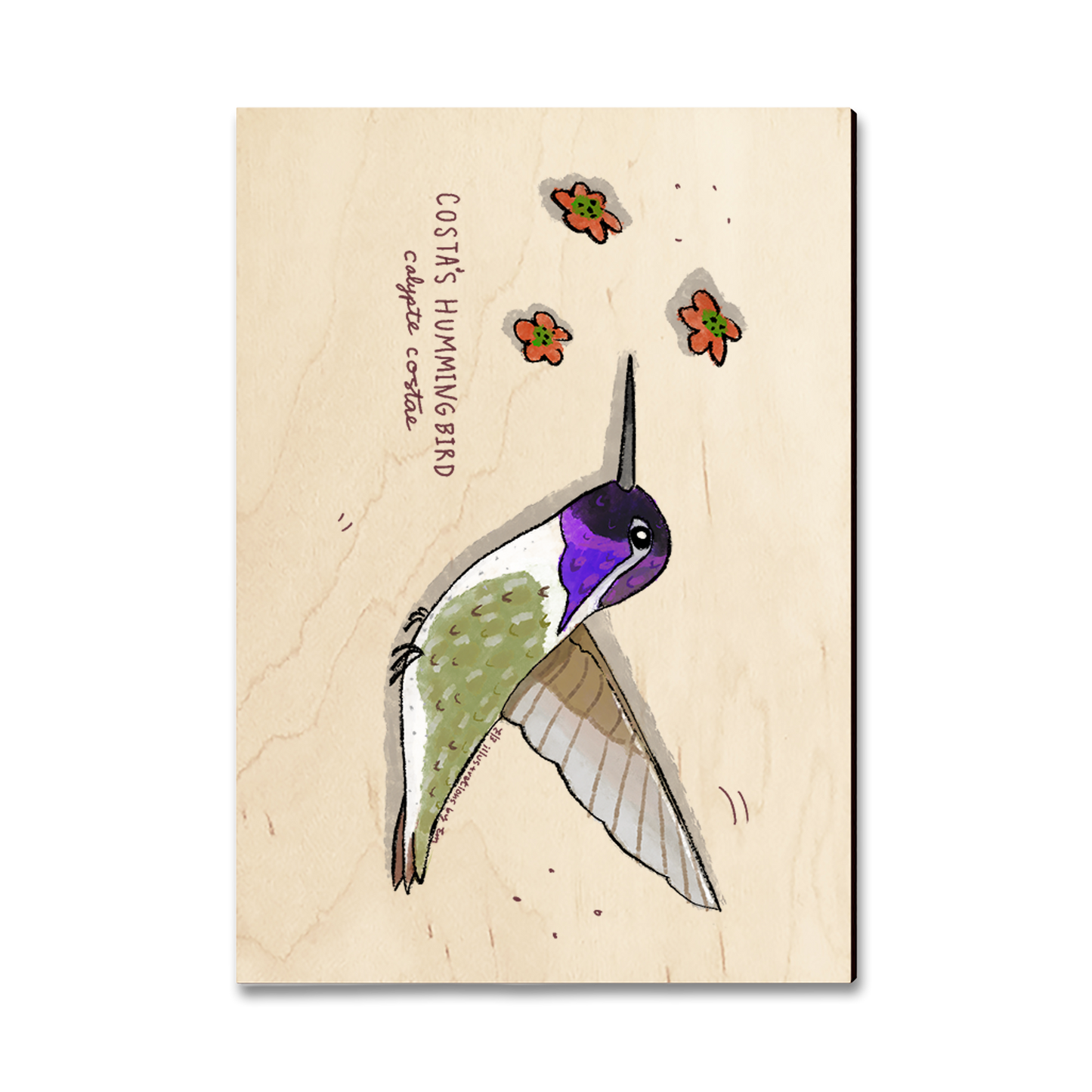 Postcard: Classic Edge - Costa's Hummingbird