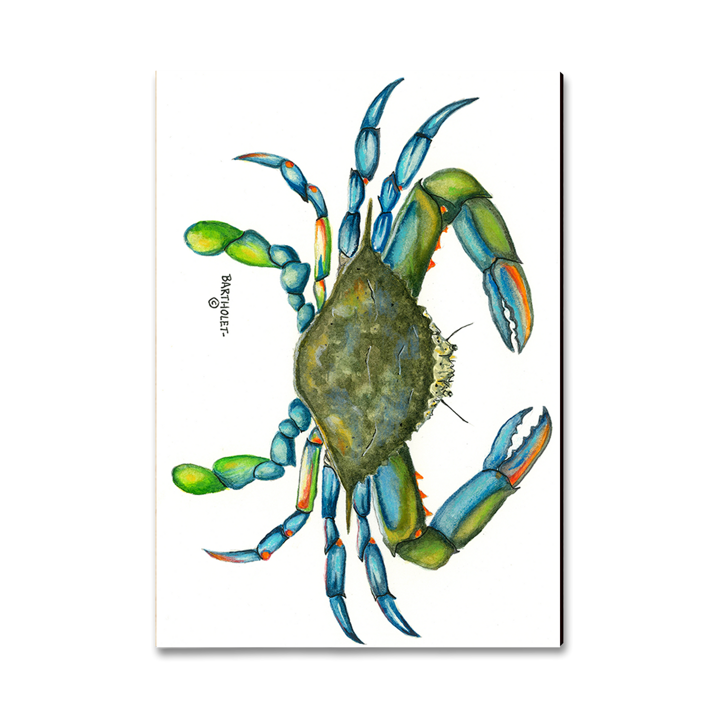 Magnet: Classic Edge - Bartholet's Blue Crab