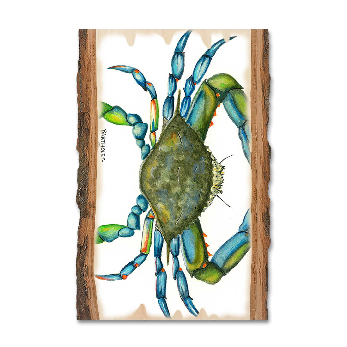 Magnet: Live Edge - Bartholet's Blue Crab