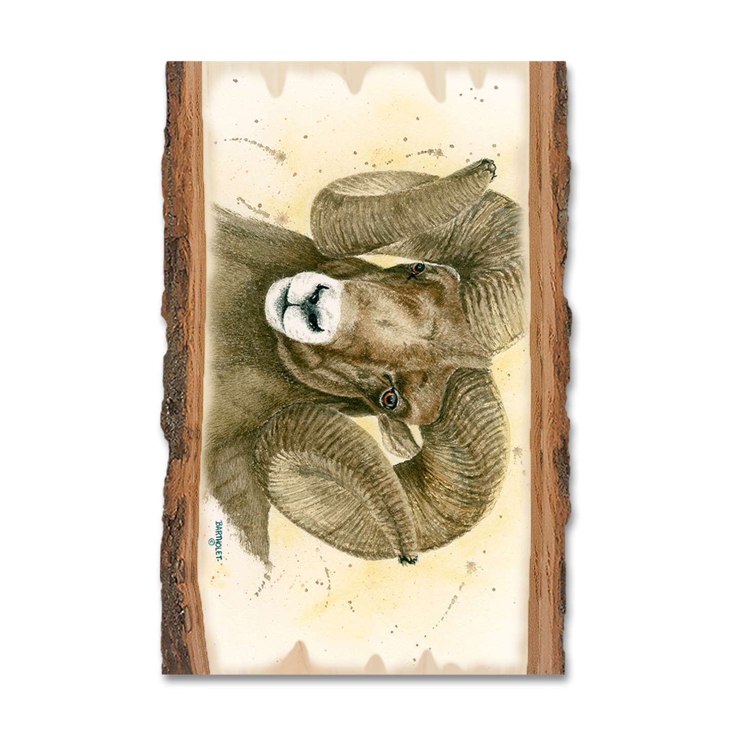 Ornament: Live Edge - Bartholet's Big Horn