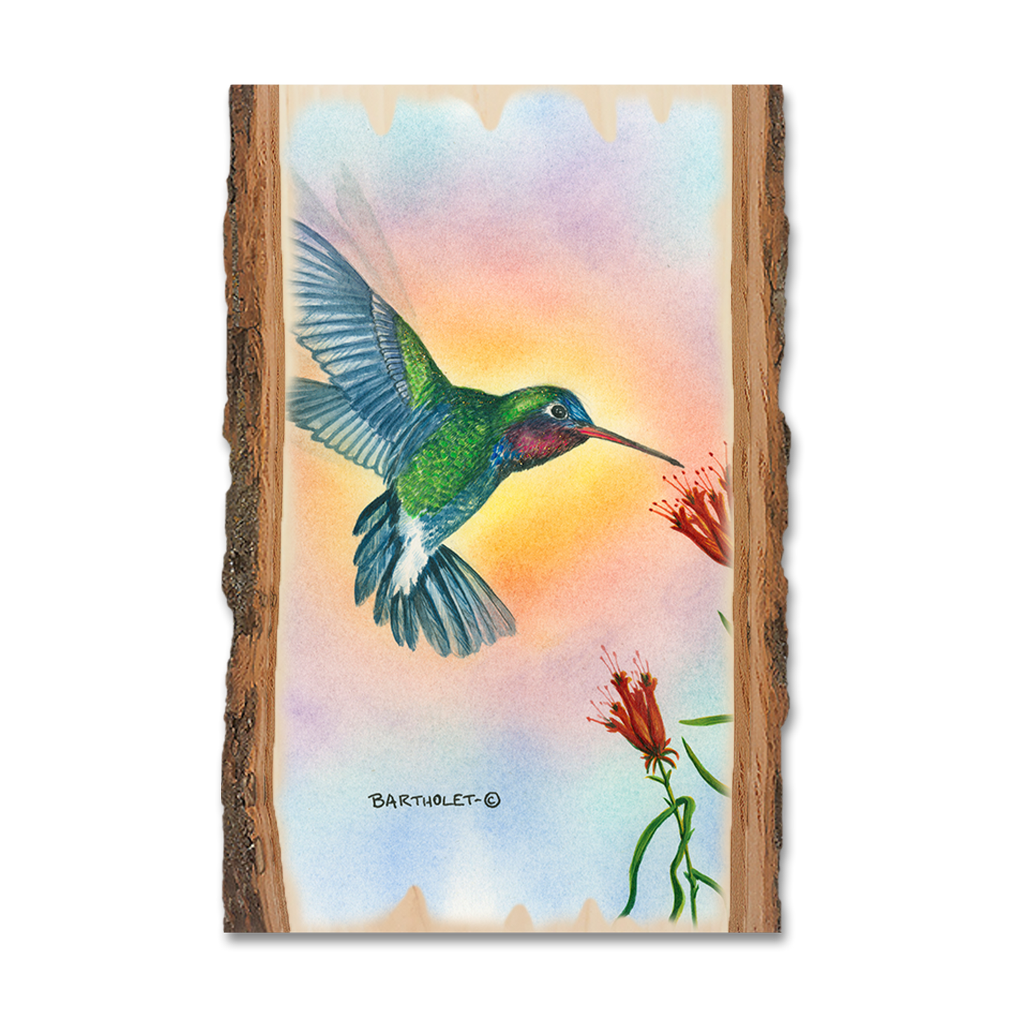 Magnet: Live Edge - Bartholet's Broad Bill