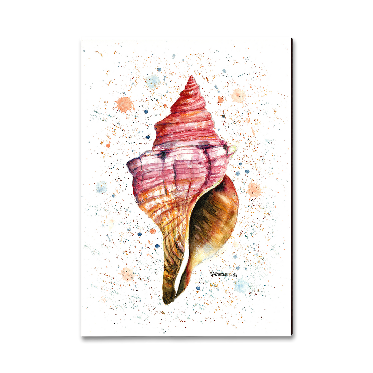 Ornament: Classic Edge - Bartholet's Colorful Seashell