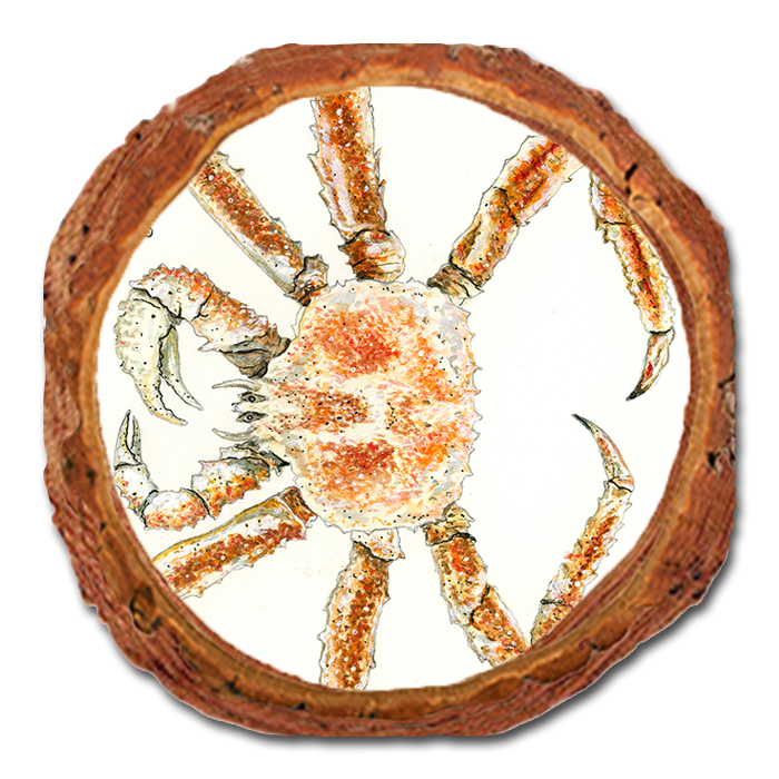 Coaster: Live Edge - Bartholet's King Crab (Pack of 5)