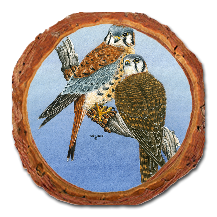 Coaster: Live Edge - Bartholet's Kestrels (Pack of 5)