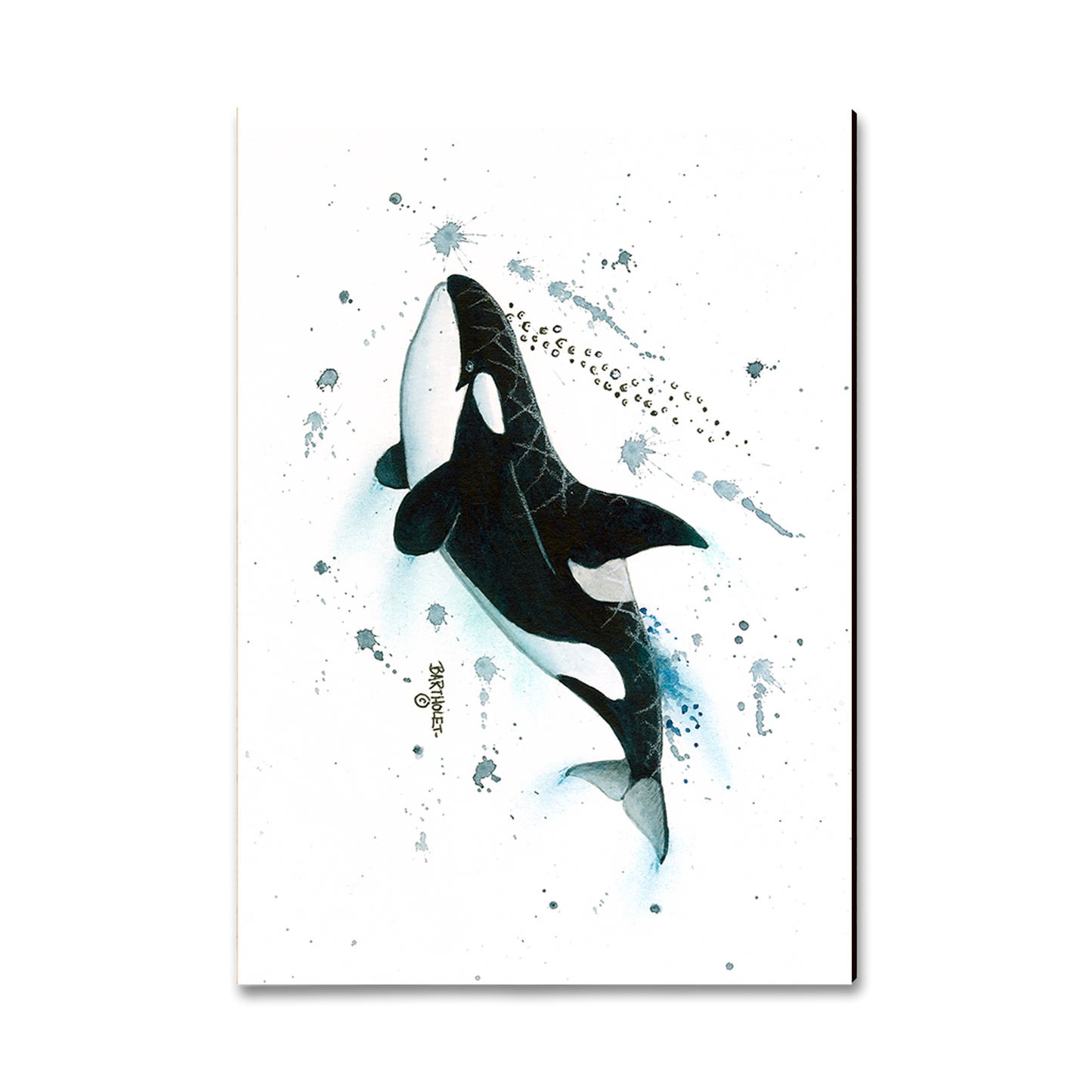 Greeting Card: Classic Edge - Bartholet's Killer Whale