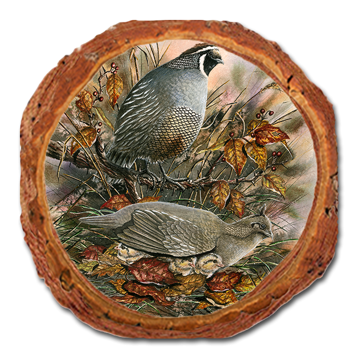 Coaster: Live Edge - Bartholet's Late Clutch (Pack of 5)
