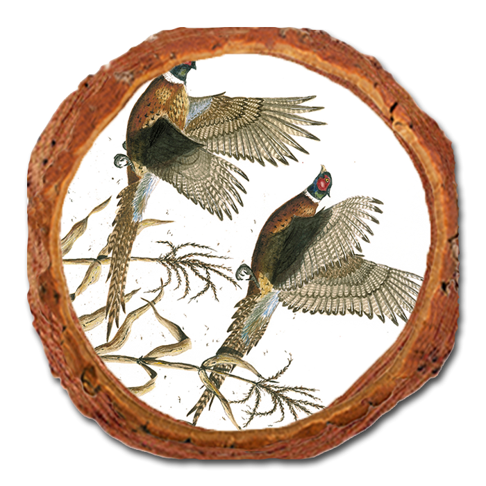 Coaster: Live Edge - Bartholet's Long Tails (Pack of 5)