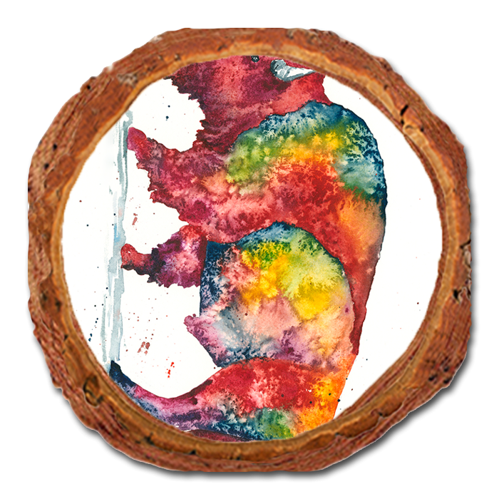 Coaster: Live Edge - Bartholet's Rainbow Bison (Pack of 5)