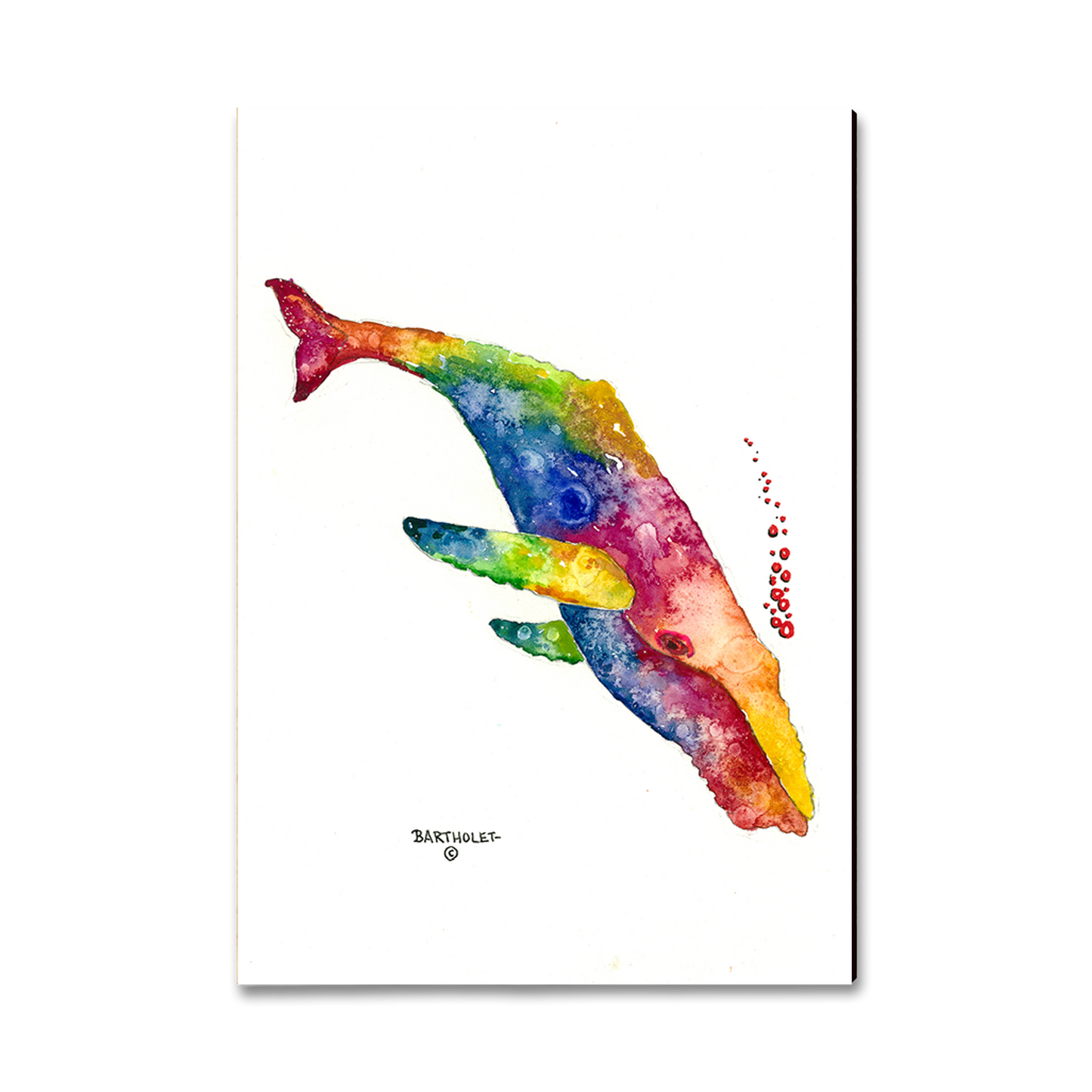 Postcard: Classic Edge - Bartholet's Rainbow Humpback
