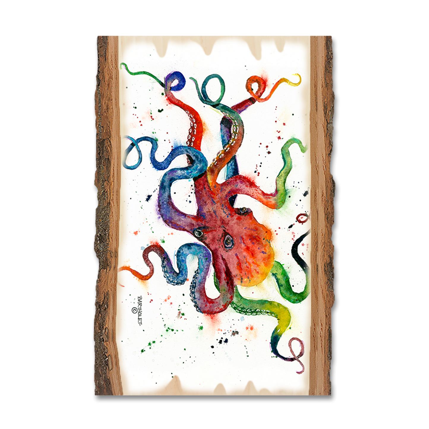 Magnet: Live Edge - Bartholet's Rainbow Octopus