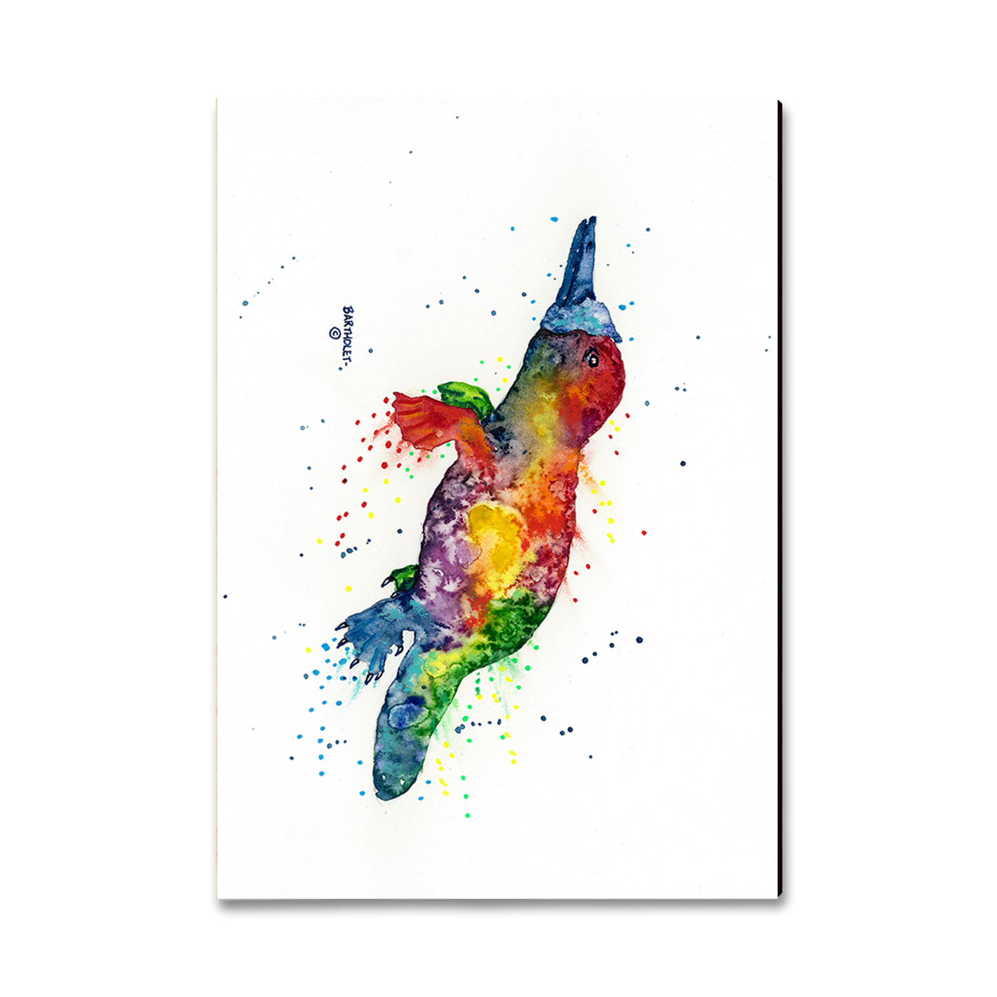 Postcard: Classic Edge - Bartholet's Rainbow Platypus