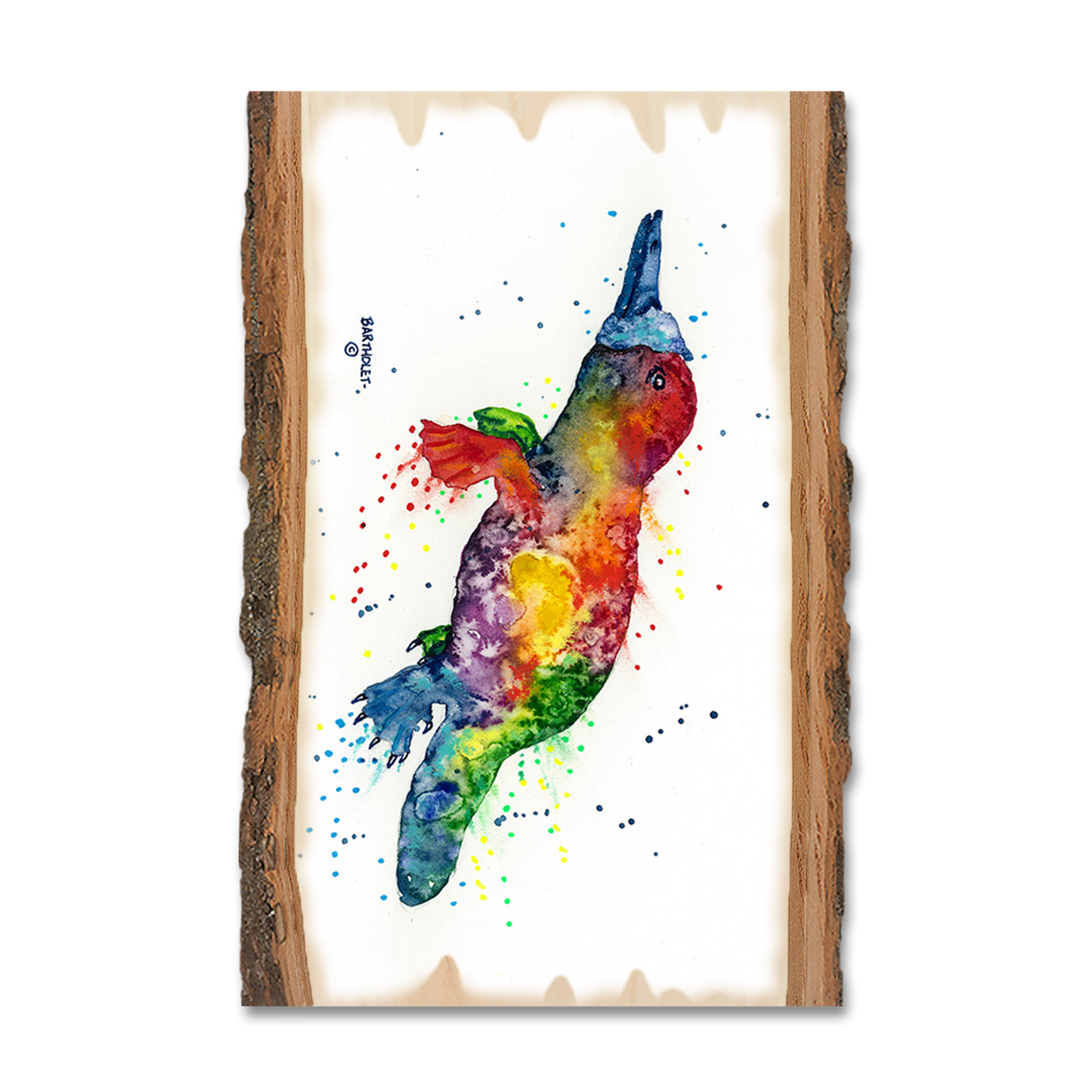 Postcard: Live Edge - Bartholet's Rainbow Platypus