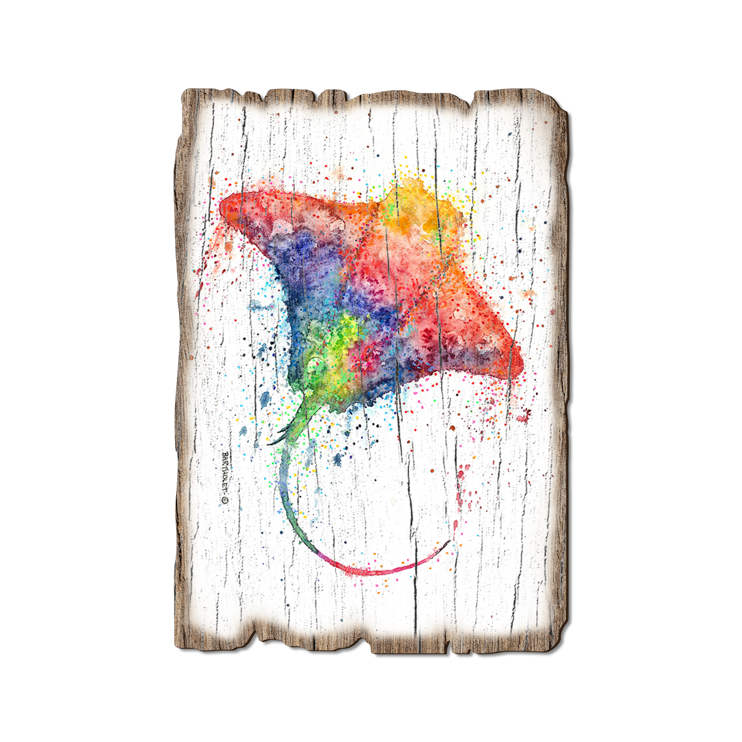 Greeting Card: Weathered Edge - Bartholet's Rainbow Stingray (Pack of 5)