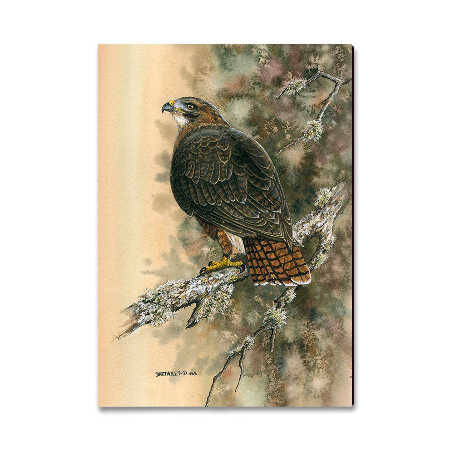 Magnet: Classic Edge - Bartholet's Red Tailed Hawk