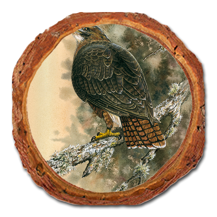 Coaster: Live Edge - Bartholet's Red Tailed Hawk (Pack of 5)