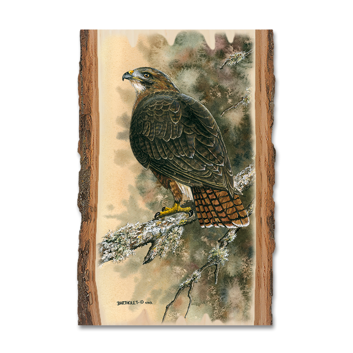 Magnet: Live Edge - Bartholet's Red Tailed Hawk