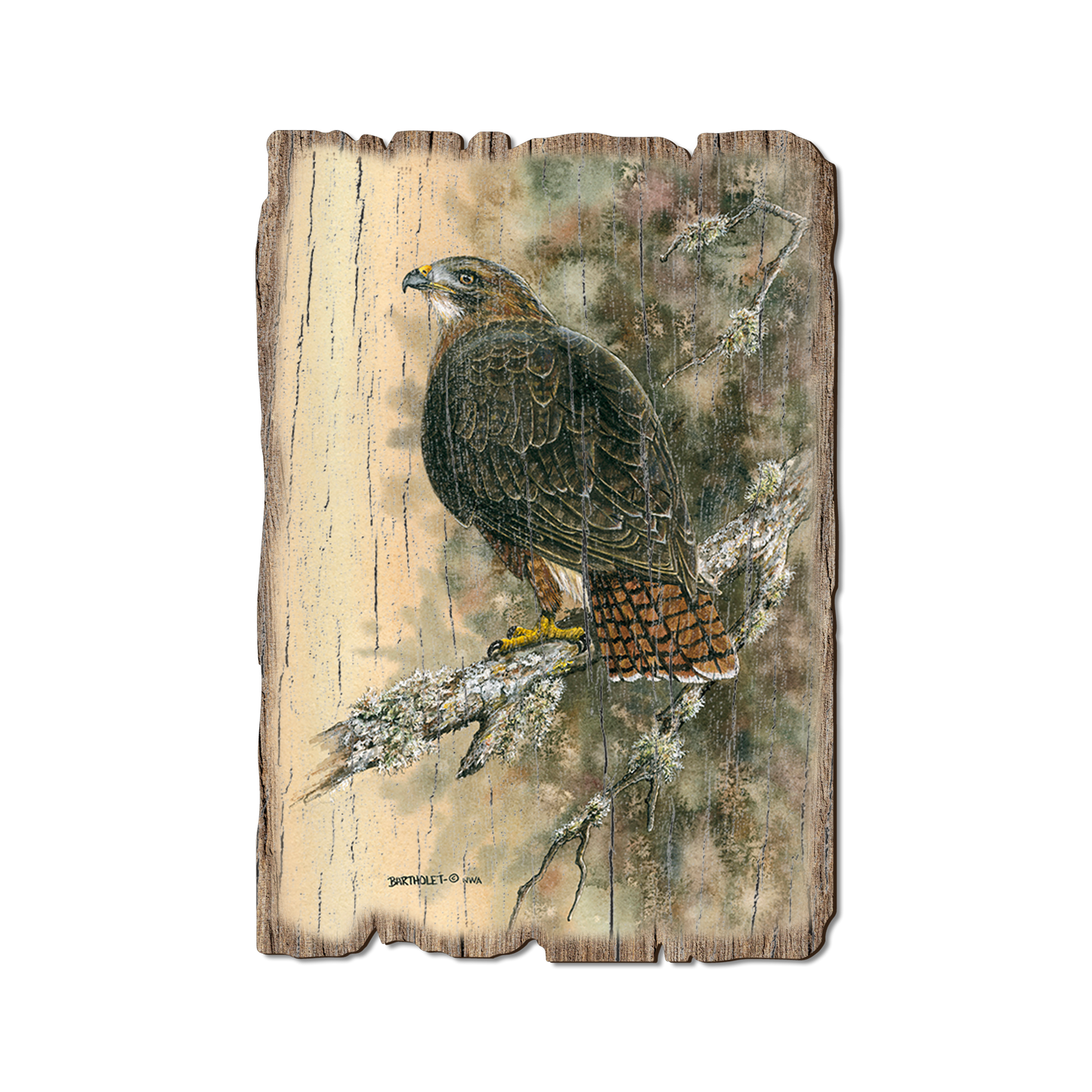 Postcard: Weathered Edge - Bartholet's Red Tailed Hawk