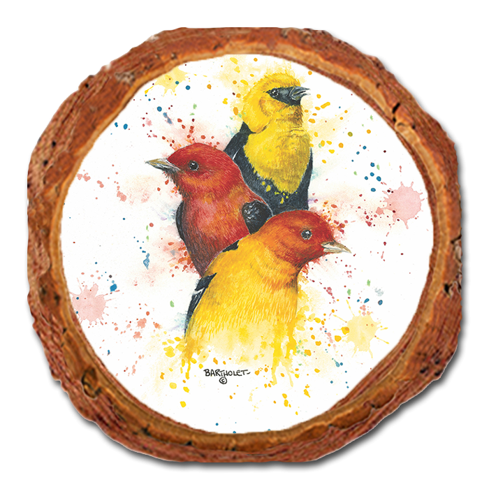 Coaster: Live Edge - Bartholet's Songbird Trio II (Pack of 5)