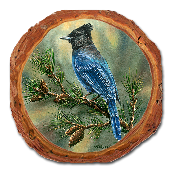 Coaster: Live Edge - Bartholet's Steller's Jay (Pack of 5)