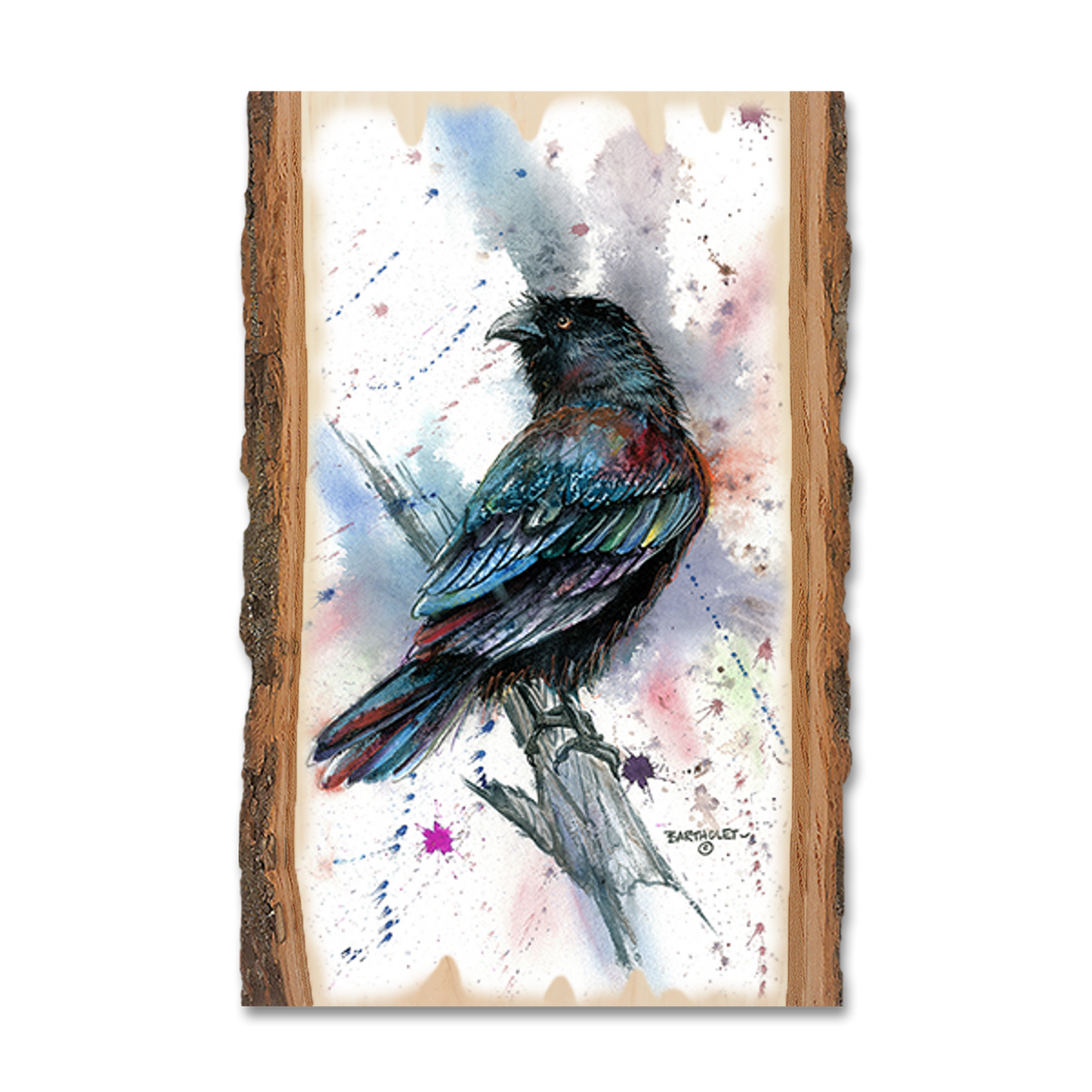 Magnet: Live Edge - Bartholet's The Raven