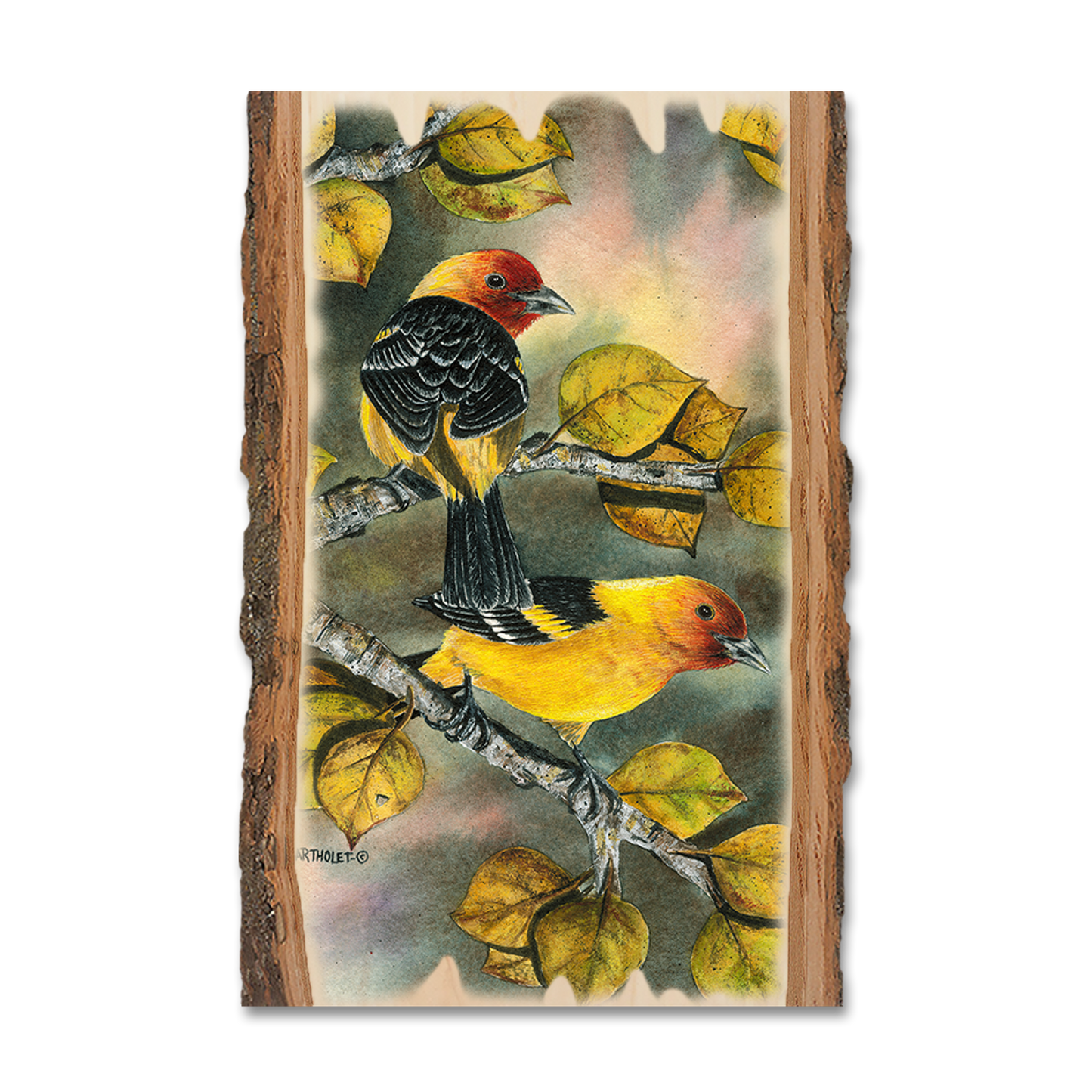 Postcard: Live Edge - Bartholet's Tanagers