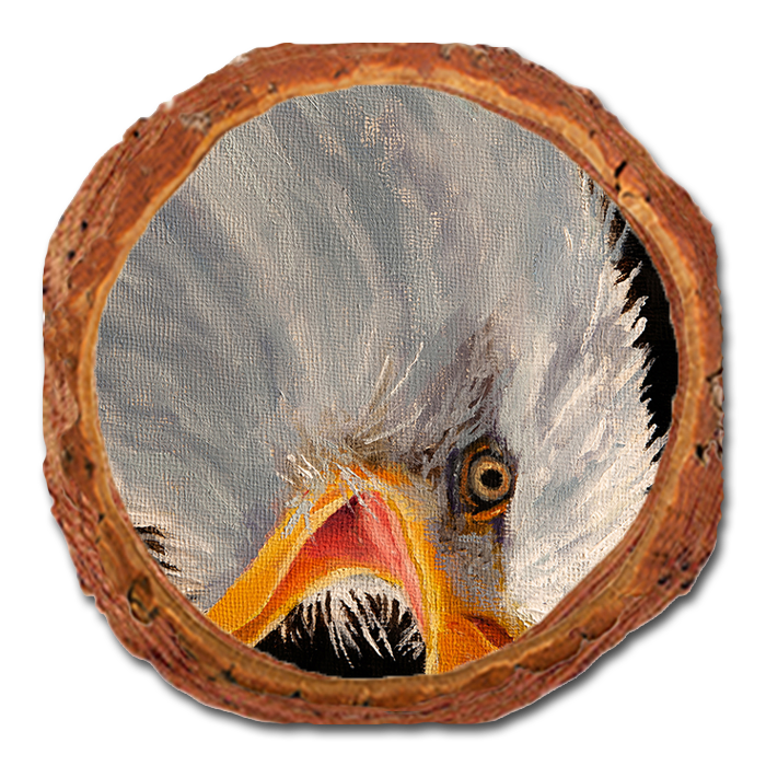 Coaster: Live Edge - Twitchell's Eagle in Light