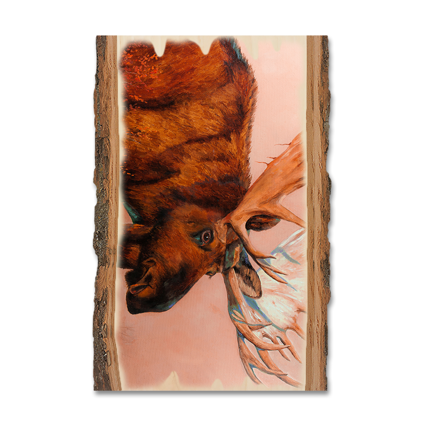 Postcard: Live Edge - Twitchell's King of Denali