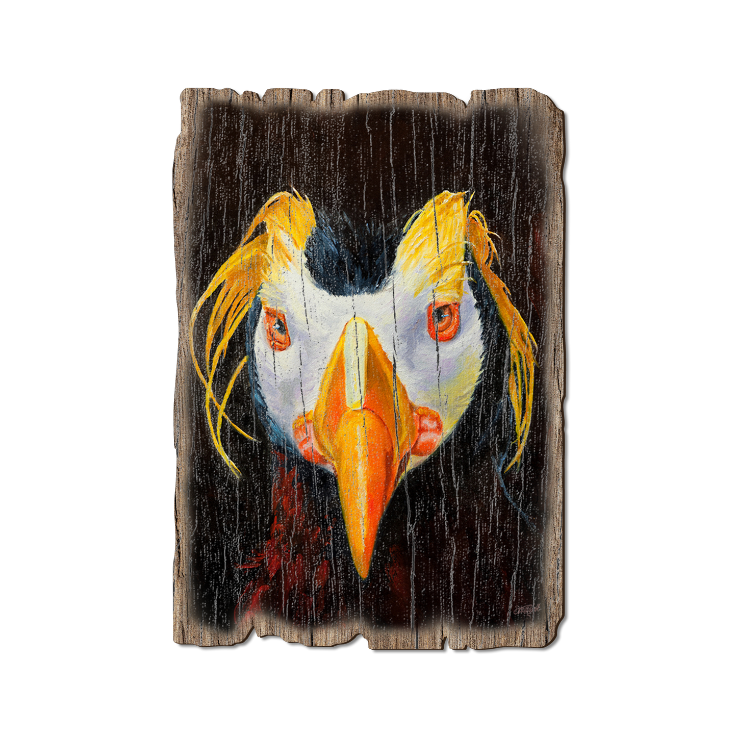 Greeting Card: Weathered Edge - Twitchell's Tufted Puffin