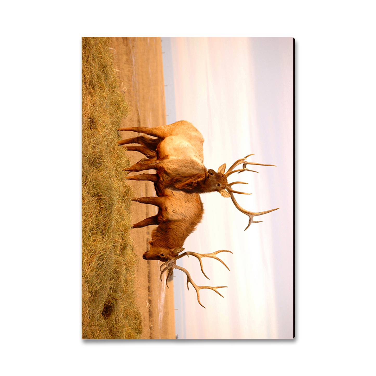 Postcard: Classic Edge - Bull Elk
