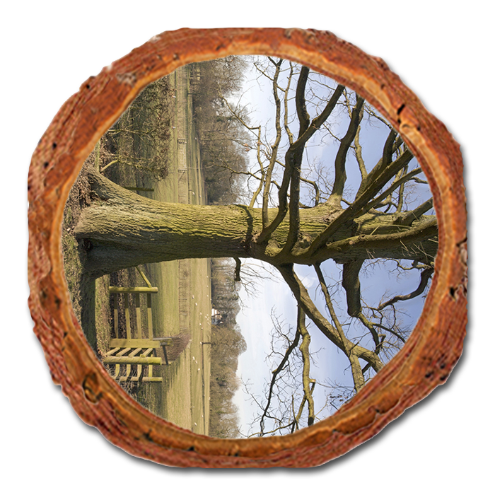 Coaster: Live Edge - Big Oak