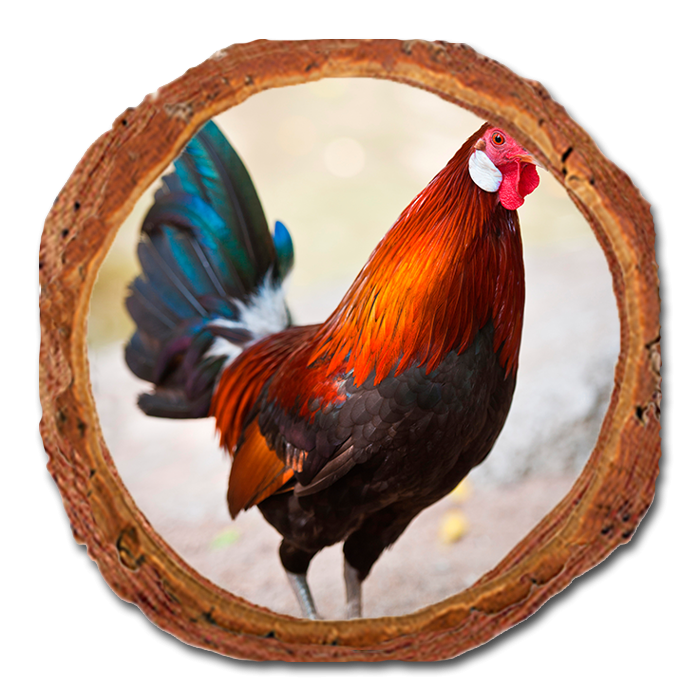Coaster: Live Edge - Colorful Rooster (Pack of 5)