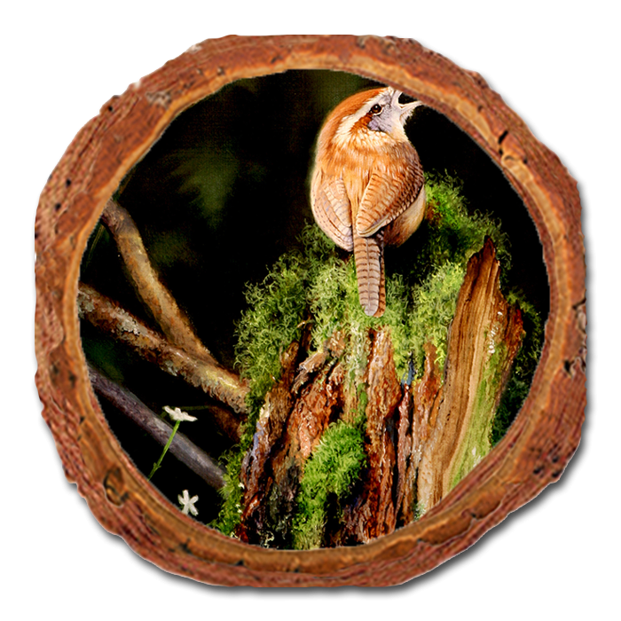 Coaster: Live Edge - Kelso's Carolina Caroler (Pack of 5)