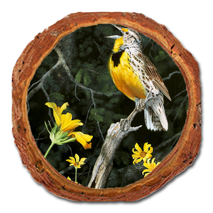 Coaster: Live Edge - Kelso's Meadow & Wood (Pack of 5)