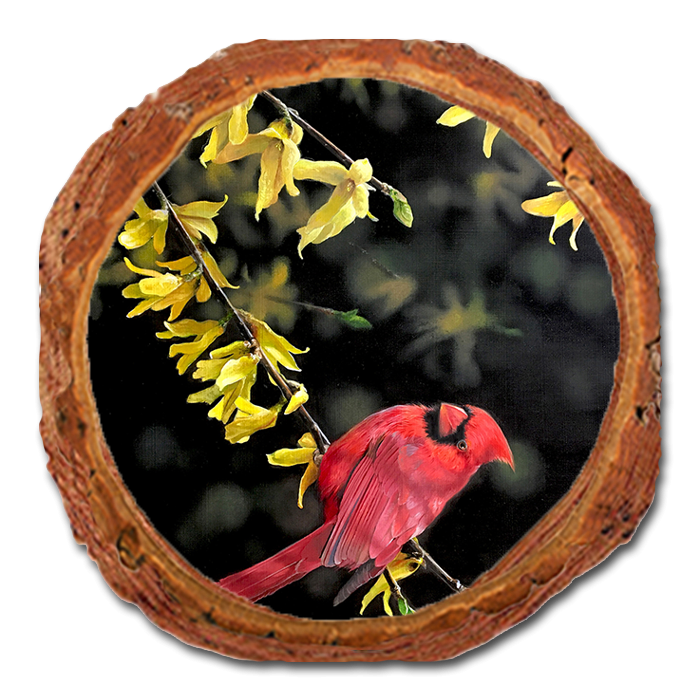 Coaster: Live Edge - Kelso's Spring Fire (Pack of 5)
