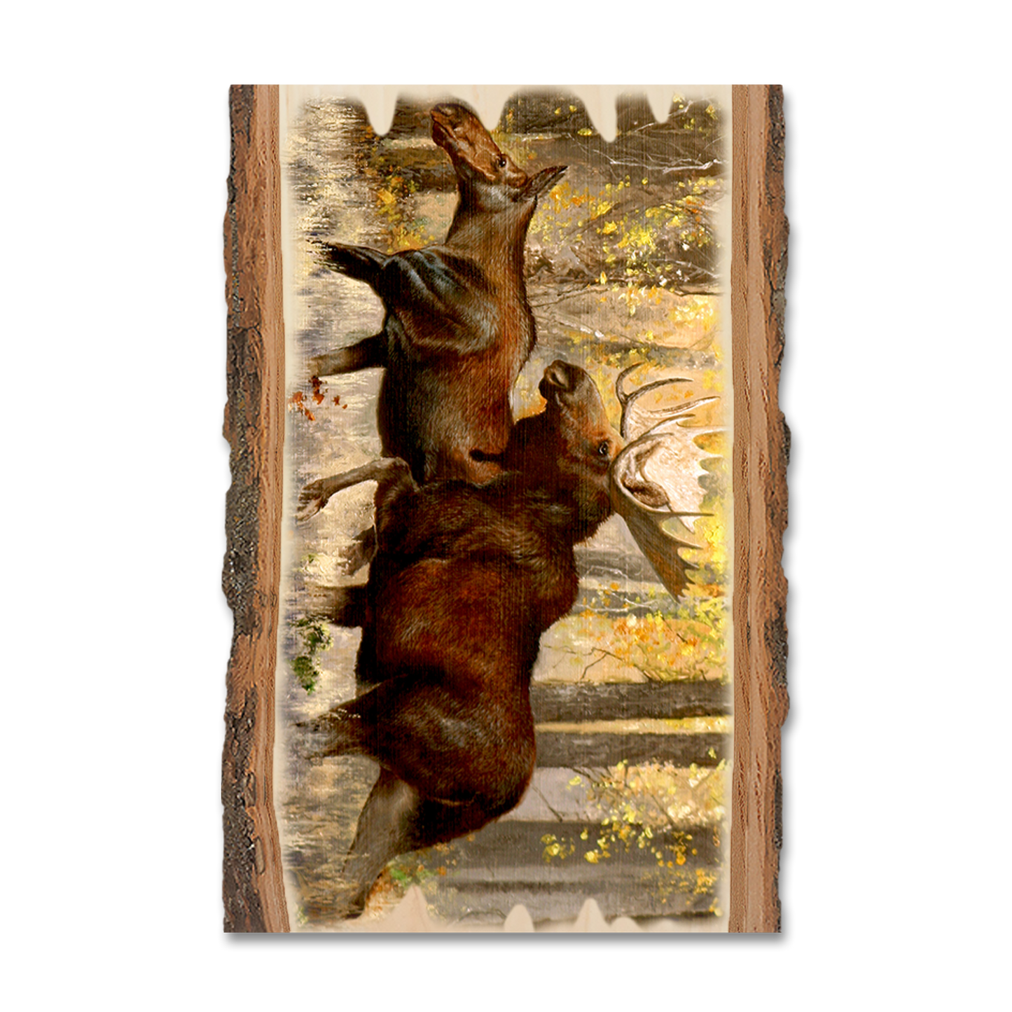 Postcard: Live Edge - Kelso's The Courtship