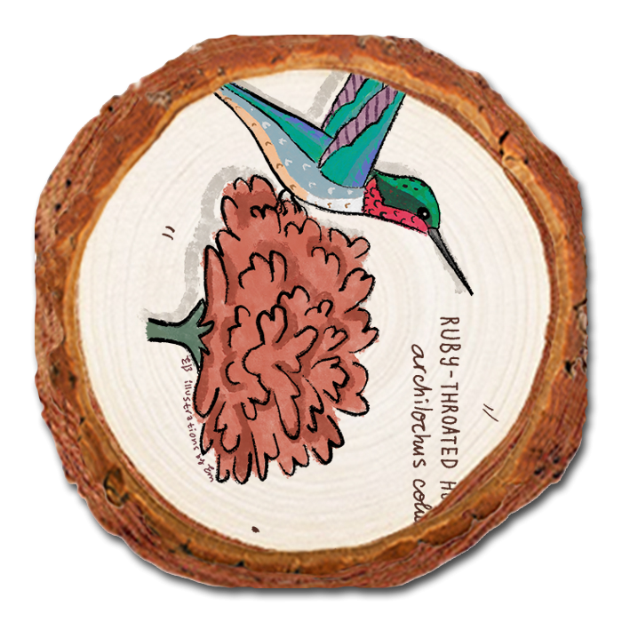 Coaster: Live Edge - Ruby (Pack of 5)