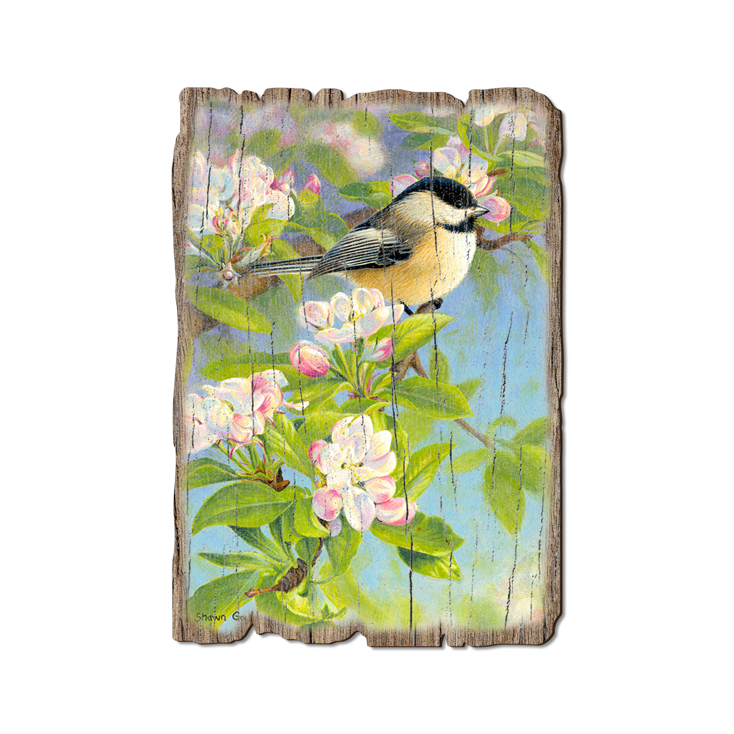 Postcard: Weathered Edge - Gould's Chickadee Blossoms