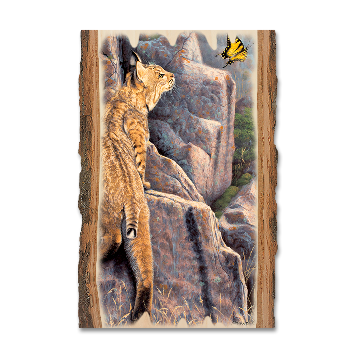 Postcard: Live Edge - Gould's Enchanted