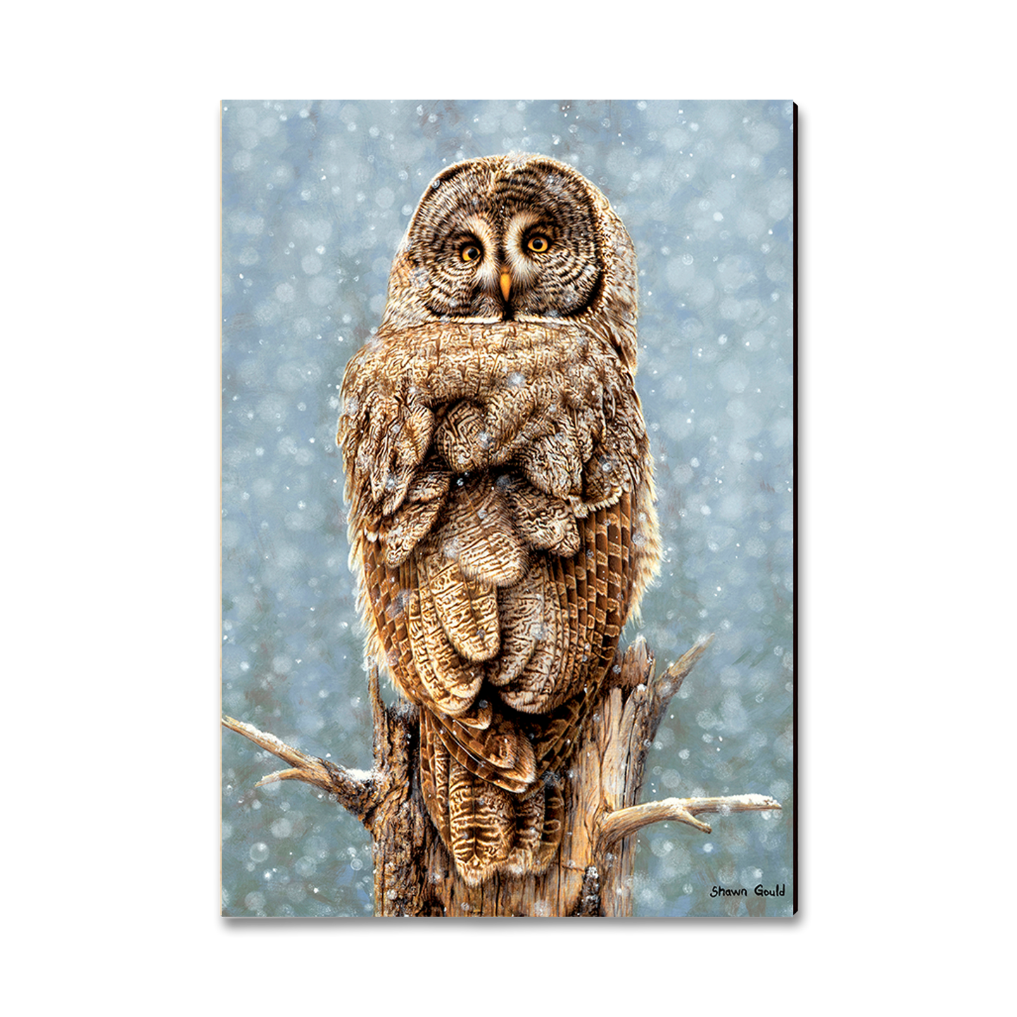 Greeting Card: Classic Edge - Gould's Great Gray