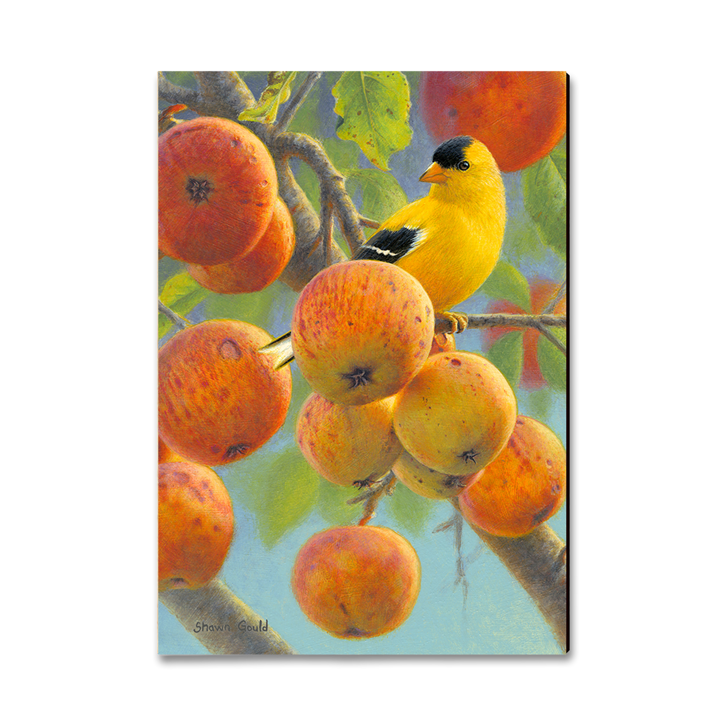 Magnet: Classic Edge - Gould's Orchard Gold
