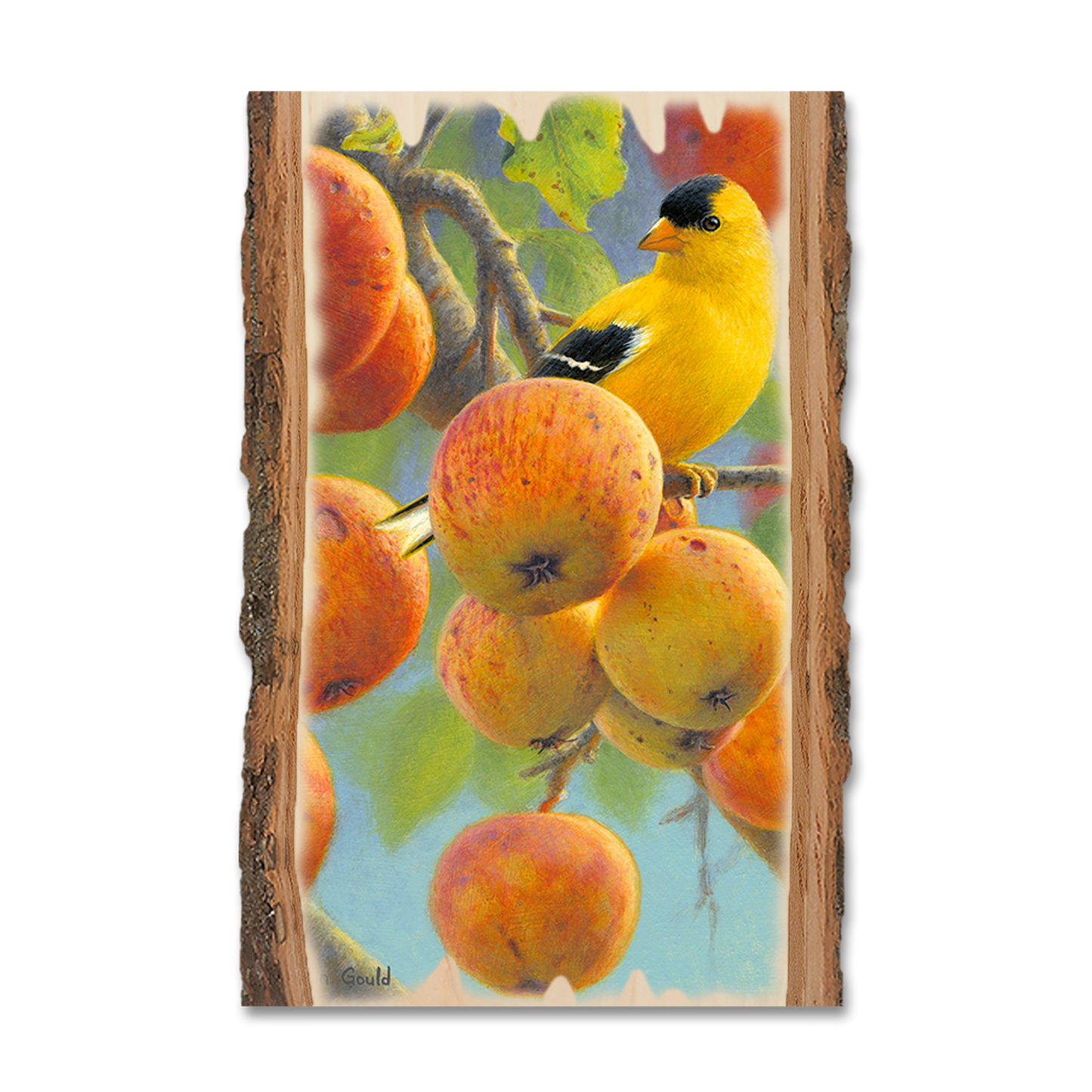 Magnet: Live Edge - Gould's Orchard Gold